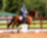 dressage horse sales